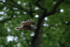 A Barred Owl on the wing 