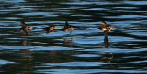 Rhinoceros Auklets in flight across the water's surface