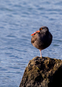 An orange-billed black Oystercatcher perched atop a rock looks out over the water